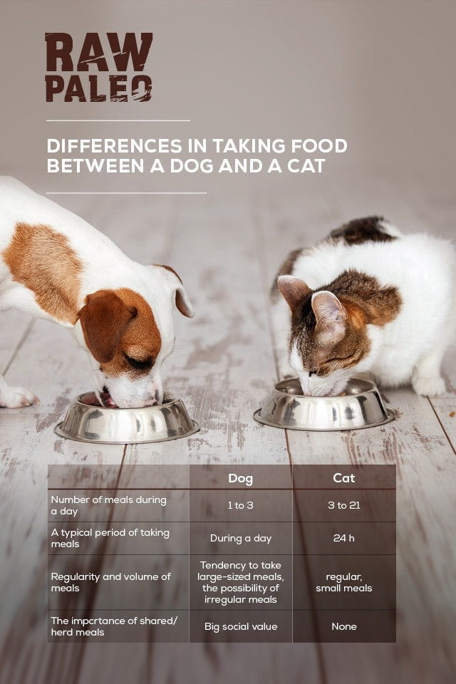 Fütterung Hunde & Katzen