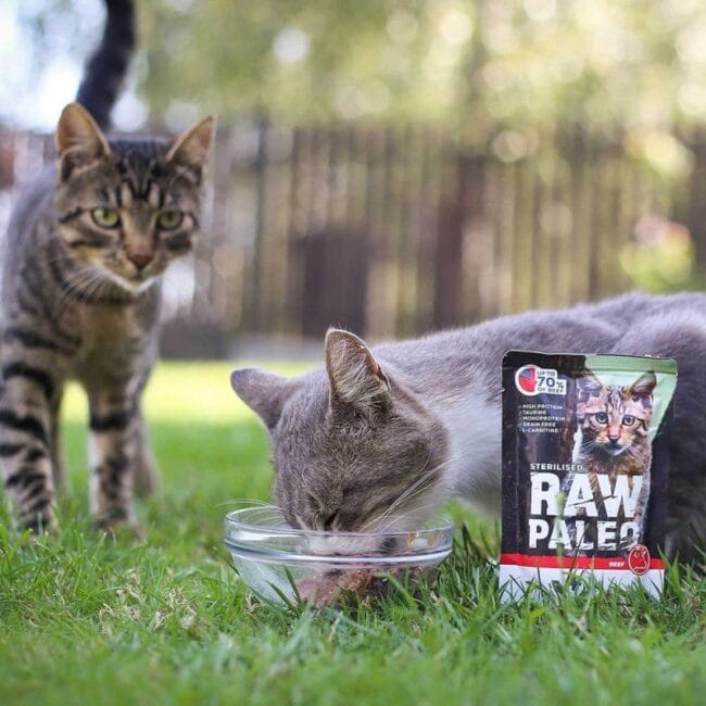 Raw Paleo Katzenfutter für kastrierte Katzen – Raw Paleo Rind Beef Katzenfutter